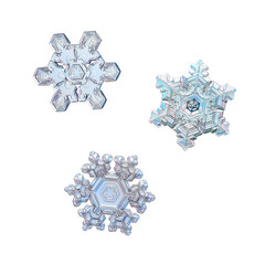 Three snowflakes isolated on white background. Macro photo of real snow crystals: large stellar...