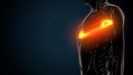 3d illustration of human skeleton anatomy rib cage  © PIC4U