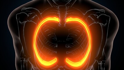 3d illustration of human skeleton anatomy rib cage © PIC4U