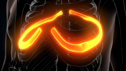 3d illustration of human skeleton anatomy rib cage © PIC4U