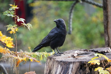 crow on a tree