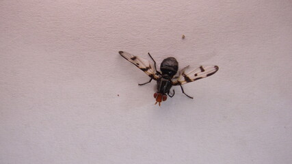 Fly on a white background.
A macro shot of fly on a white background . Live house fly .Insect close-up
insect, insects, bug, bugs, animal animals