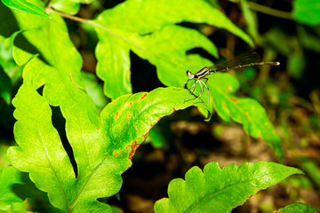 Dragonflies are clamped on the end of branches.