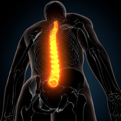 3d render of human body spinal bone anatomy
