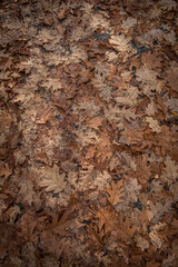 Herbst
