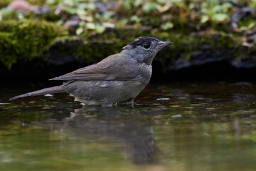 Rare flycatcher bathing in water in danube forest, Slovakia, Europe