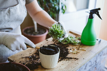 Home garden. How to Transplant Repot a Succulent, propagating succulents. Woman gardeners hand...