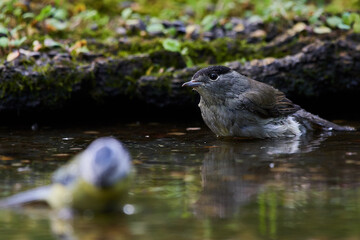 Rare flycatcher bathing in water in danube forest, Slovakia, Europe