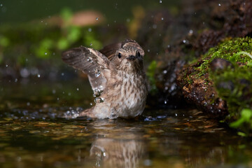Rare flycatcher bathing in water in danube forest, Slovakia, Europe