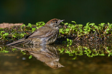 Rare flycatcher bathing in water in danube forest, Slovakia, Europe