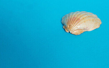 One big shiny shell on a blue background.