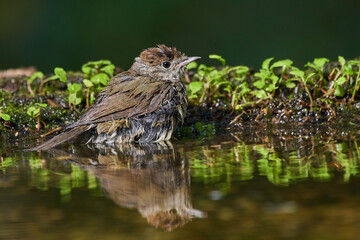 Rare flycatcher bathing in water in danube forest, Slovakia, Europe