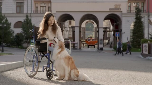 Happy woman with her best friend who helping her to ride. Pretty disabled invalid girl sitting on wheelchair and petting a guide dog while riding on outdoors. Concept of diversity. 6k downscale 10 bit