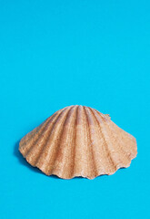 One big shiny shell on a blue background.