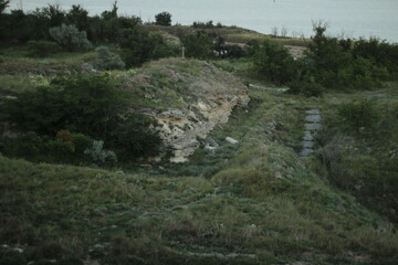 landscape with trees