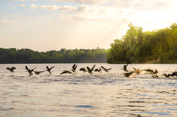 geese birds running across lake water ready for flight.