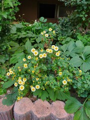국화 (chrysanthemum)