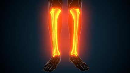 3d illustration of human skeleton system tibia and fibula bone Joints anatomy