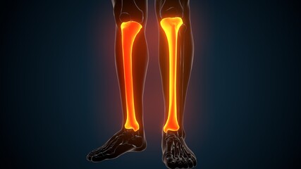Fototapeta na wymiar 3d illustration of human skeleton anatomy tibia bone