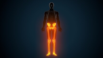 3D Illustration of Human Skeleton System Leg Joints Anatomy
