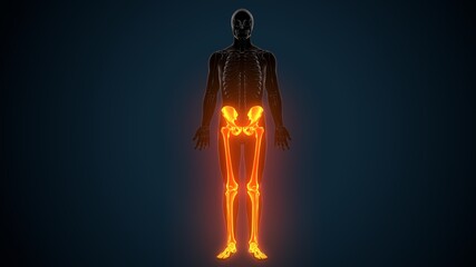 3D Illustration of Human Skeleton System Leg Joints Anatomy
