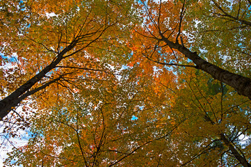 autumn leaves canopy