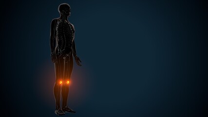 3d illustration of human skeleton knee joint anatomy
