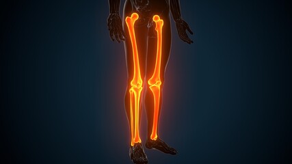 3d illustration of human skeleton leg joints anatomy
