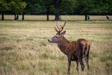 Naklejka na ściany i meble Photo of a beautiful and strong male deer during rutting season in the nature in Richmond park, London