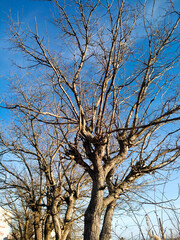 Blue Autumn Decor. Gold October Backdrop. Golden Autumn Image. Green Forest Background. Natural View. Brown Beauty Nature. Autumn Backdrop. Abstract Wallpaper.