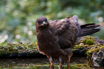 Common buzzard in deep danube forest, Slovakia, Europe