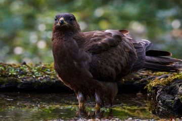 Common buzzard in deep danube forest, Slovakia, Europe