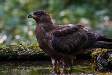 Common buzzard in deep danube forest, Slovakia, Europe
