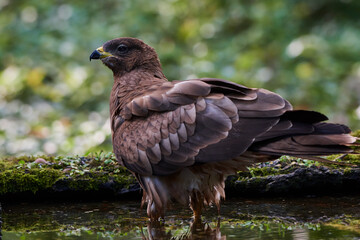 Common buzzard in deep danube forest, Slovakia, Europe