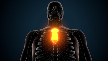 3d illustration of human skeleton sternum bone anatomy  © PIC4U