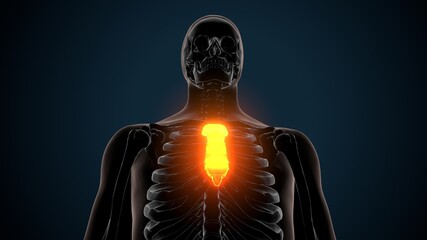 3d illustration of human skeleton sternum bone anatomy  © PIC4U