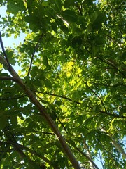 green leaves and sun