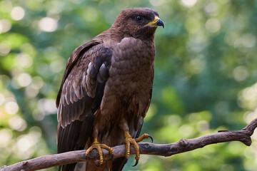 Common buzzard in deep danube forest, Slovakia, Europe
