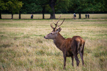Photo of a beautiful and strong male deer during rutting season in the nature in Richmond park, London