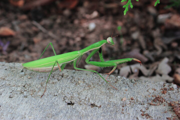 The Green Exotic Praying Mantis Standing For A New Hunt