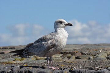 Closeup of young seagull. Portrait of a sea gull sitting on a pier in Ireland.