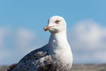 Closeup of young seagull. Portrait of a sea gull sitting on a pier in Ireland.