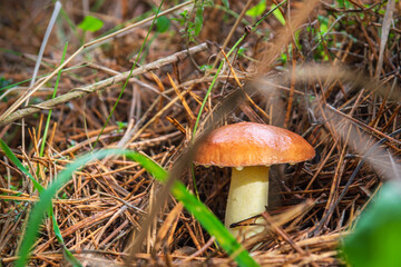 Single wild mushroom Suillus luteus in the forest in clearing between pine needles close up