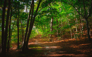 Fototapety na wymiar - Fototapeta24.pl