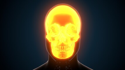 3d render of human skeleton skull bone anatomy
