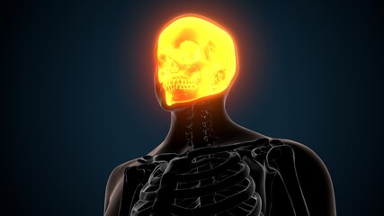 3d render of human skeleton skull bone anatomy
