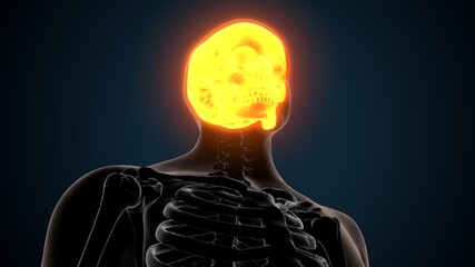 3d render of human skeleton skull bone anatomy  © PIC4U