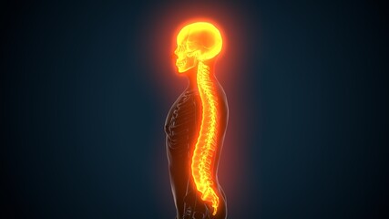 3d illustration of skull with spinal cord anatomy
