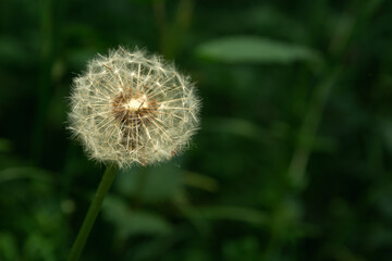 White dandelion on a dark green forest background