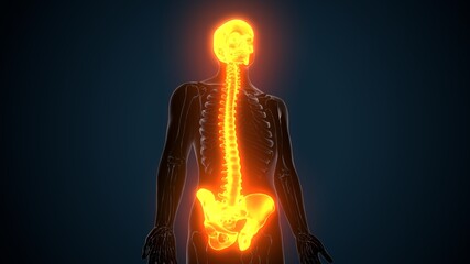 3d illustration of Axial skeleton Include ,skull , vertebral column and ribs anatomy.
